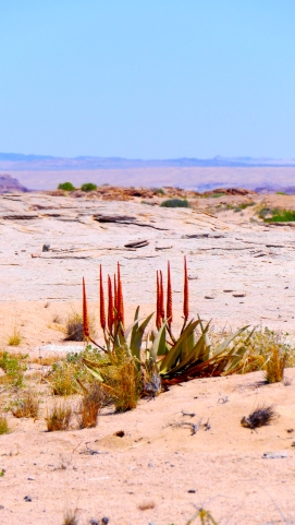 Desert Plants Namibia.