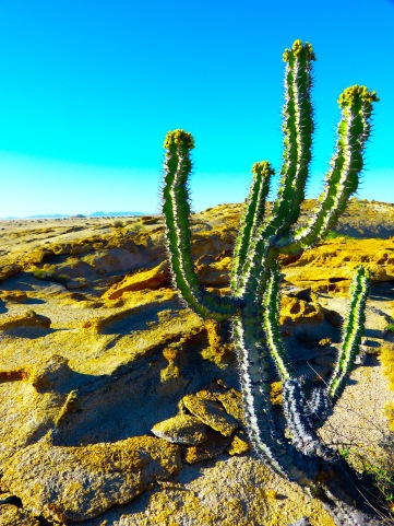 Desert Plants Scene.