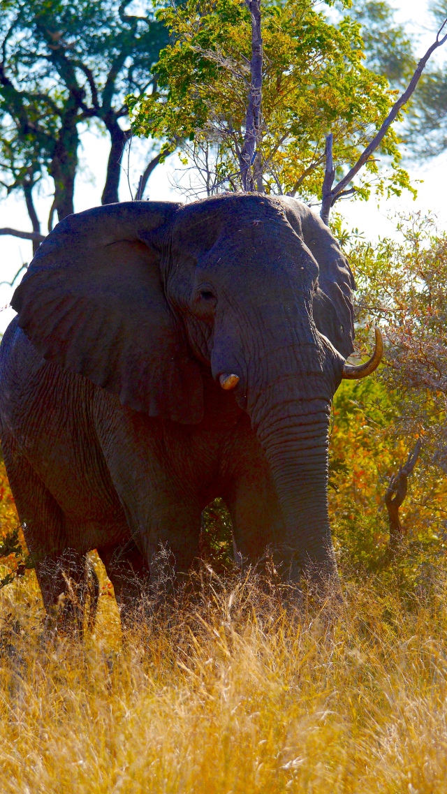 Elephant at Mahango Park