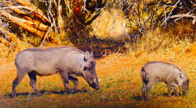 African warthogs